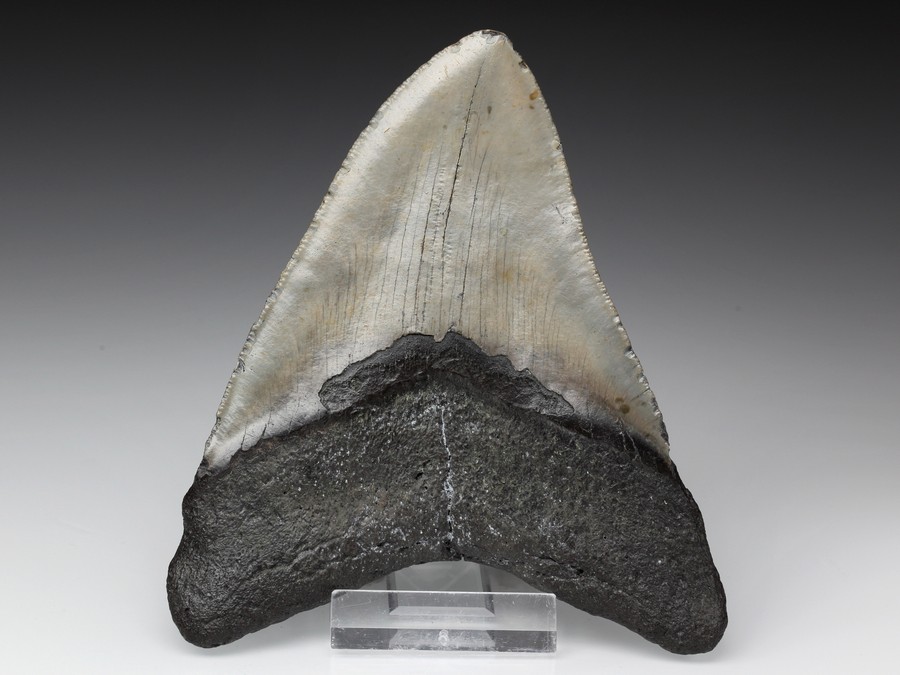 Megalodon-Zahn mit Serration