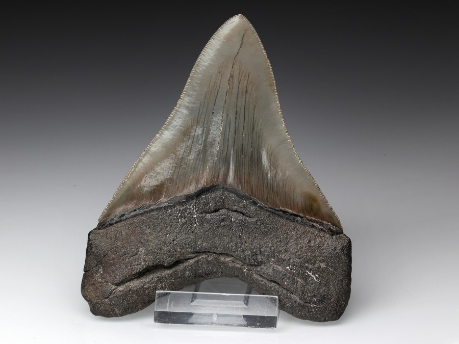 Megalodon-Zahn mit Serration