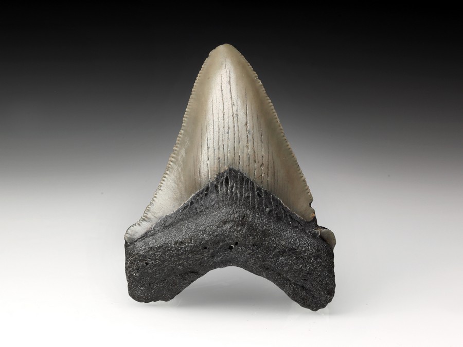 Megalodon-Zahn mit Serration