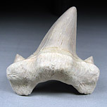 Haifischzahn, Otodus obliquus