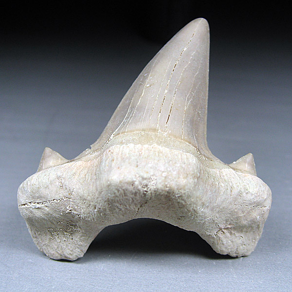 Haizahn aus Marokko: Otodus obliquus