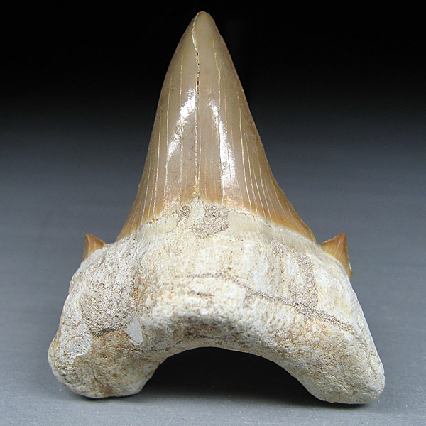 Haizahn aus Marokko: Otodus obliquus