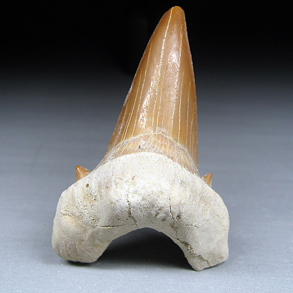 Haizahn aus Marokko: Otodus obliquus