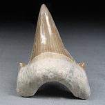 Haifischzahn, Otodus obliquus