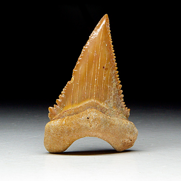 Haizahn, Palaeocarcharodon orientalis