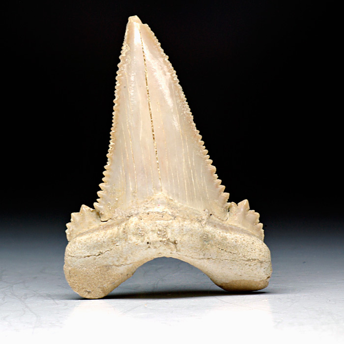 Haizahn, Palaeocarcharodon orientalis