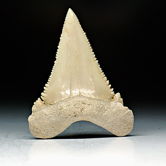 Haizahn, Palaeocarcharodon orientalis