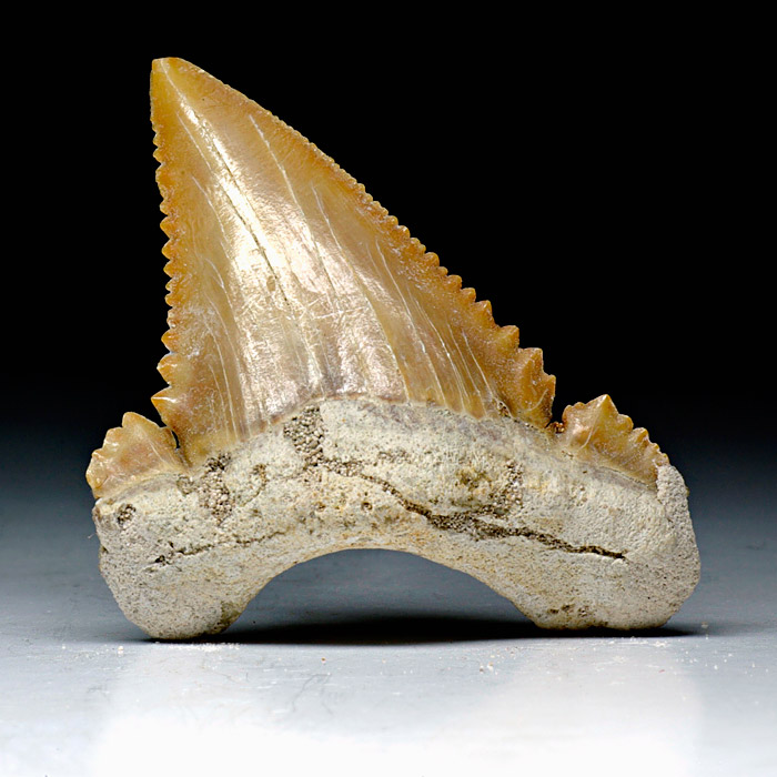 Haizahn, Palaeocarcharodon orientalis