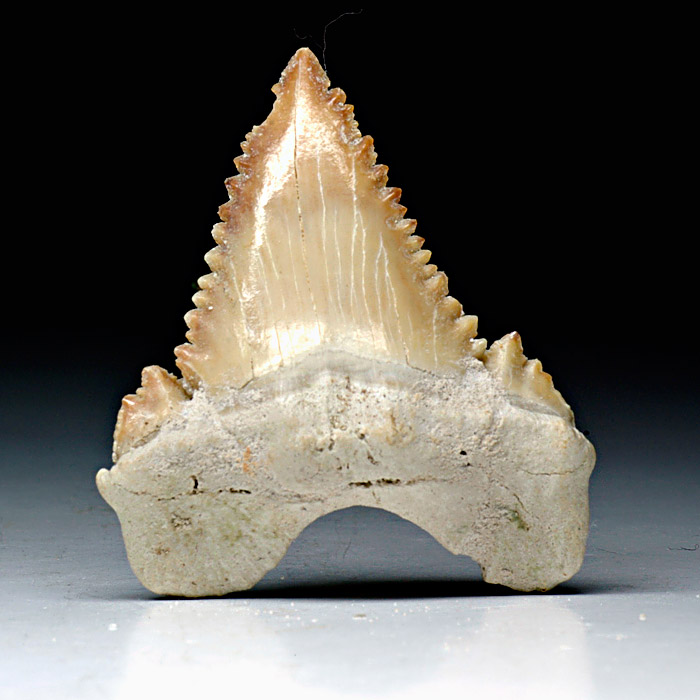 Haizahn, Palaeocarcharodon orientalis