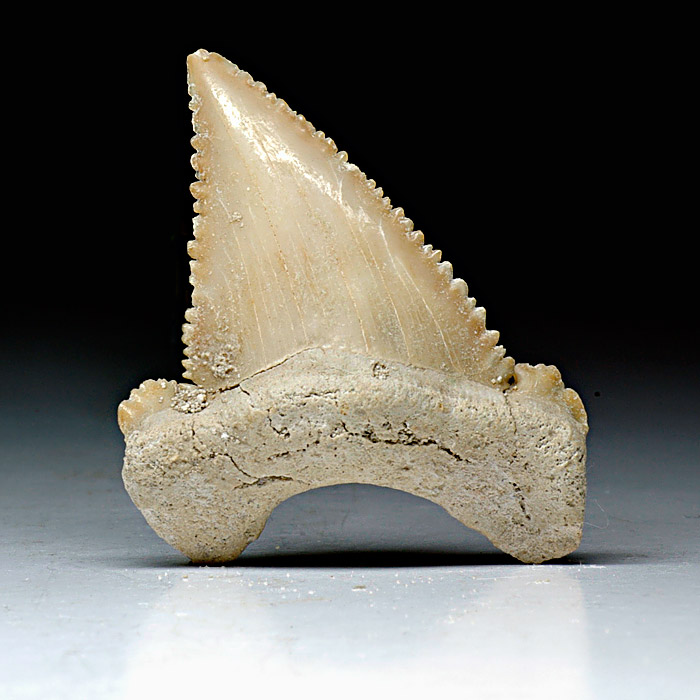 Haizahn, Palaeocarcharodon orientalis