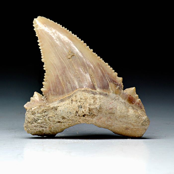 Haizahn, Palaeocarcharodon orientalis