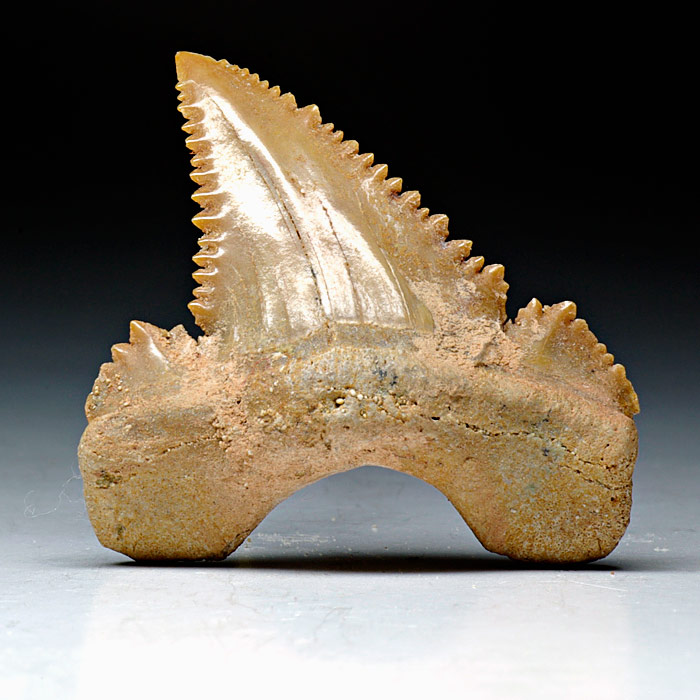 Haizahn, Palaeocarcharodon orientalis