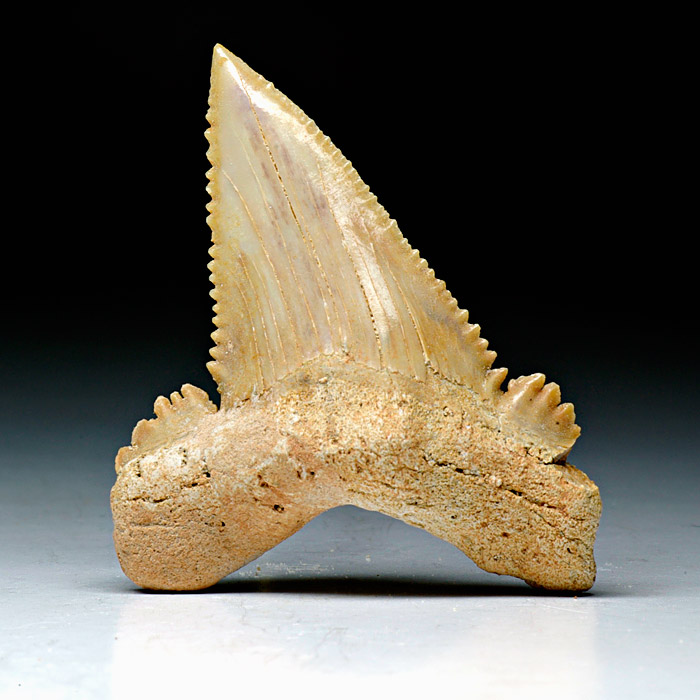 Haizahn, Palaeocarcharodon orientalis
