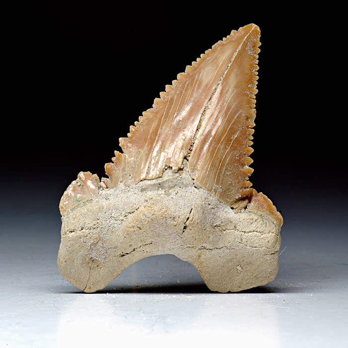 Haizahn, Palaeocarcharodon orientalis