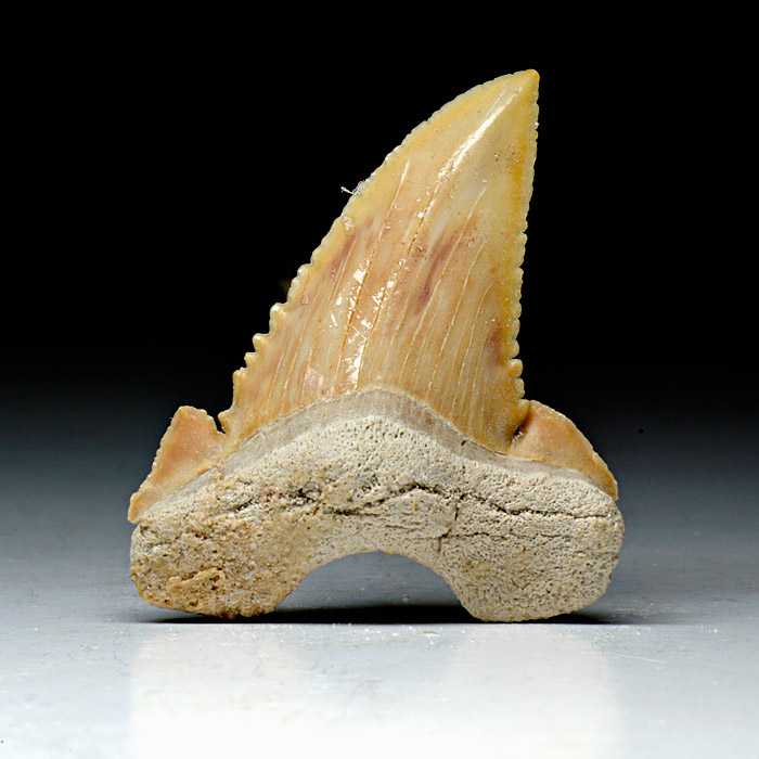 Haizahn, Palaeocarcharodon orientalis