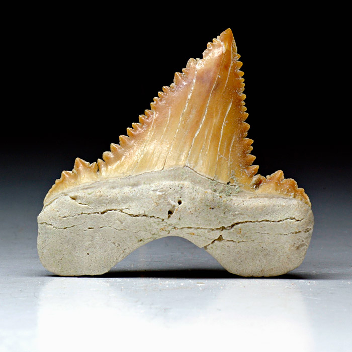Haizahn, Palaeocarcharodon orientalis