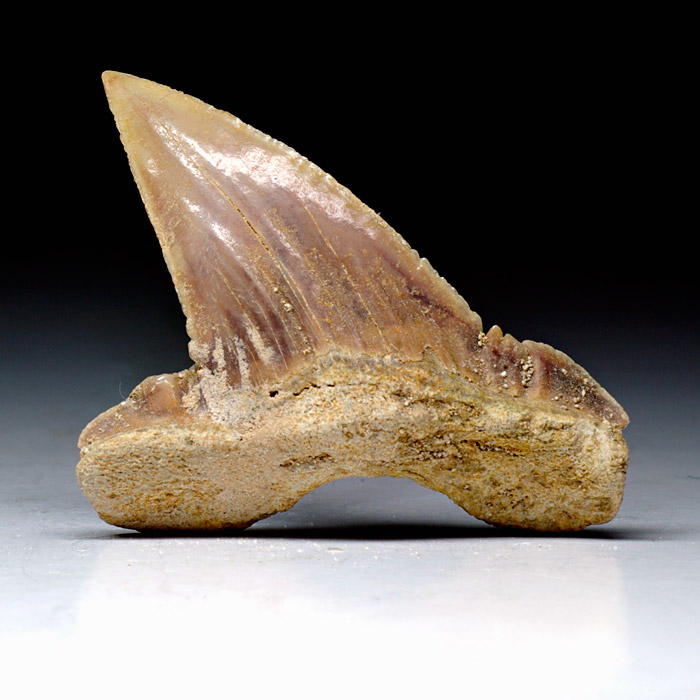 Haizahn, Palaeocarcharodon orientalis