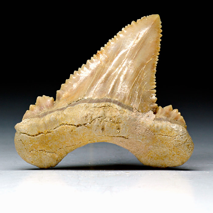 Haizahn, Palaeocarcharodon orientalis