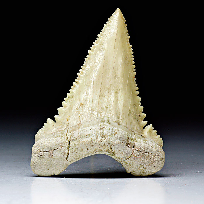 Haizahn, Palaeocarcharodon orientalis
