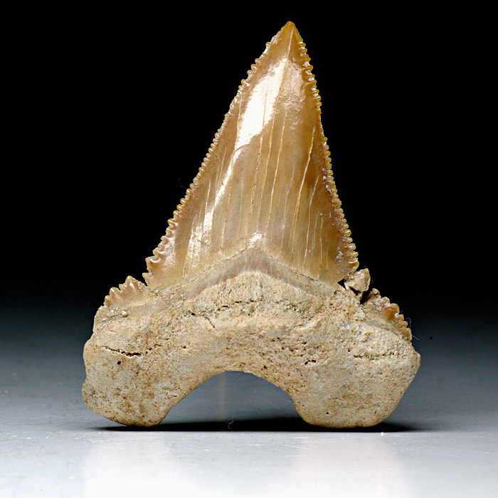 Haizahn, Palaeocarcharodon orientalis