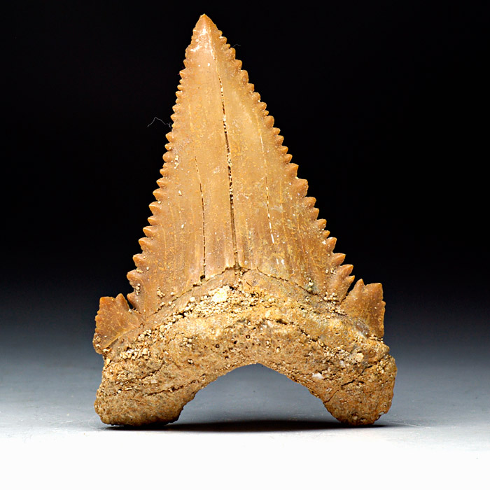 Haizahn, Palaeocarcharodon orientalis