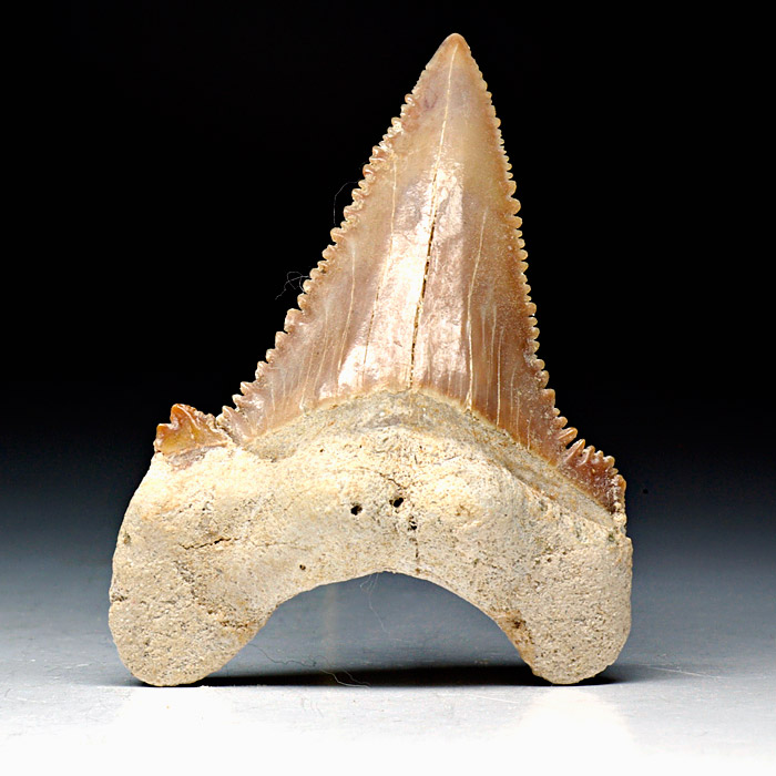 Haizahn, Palaeocarcharodon orientalis