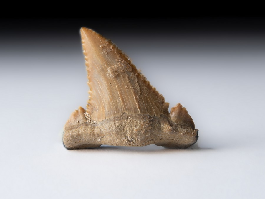 Palaeocarcharodon orientalis