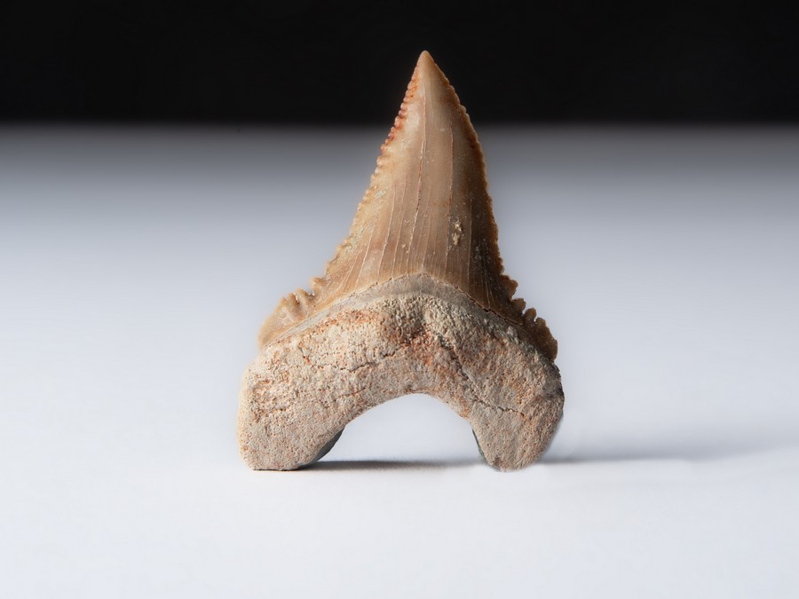 Palaeocarcharodon orientalis