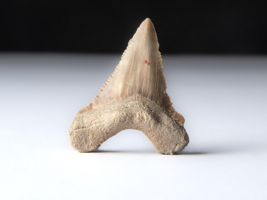 Palaeocarcharodon orientalis
