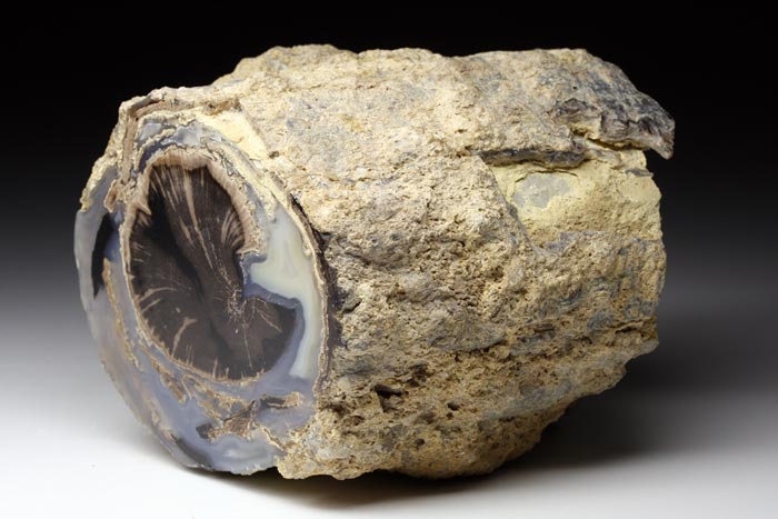 versteinertes Holz, Blue Forest Wood