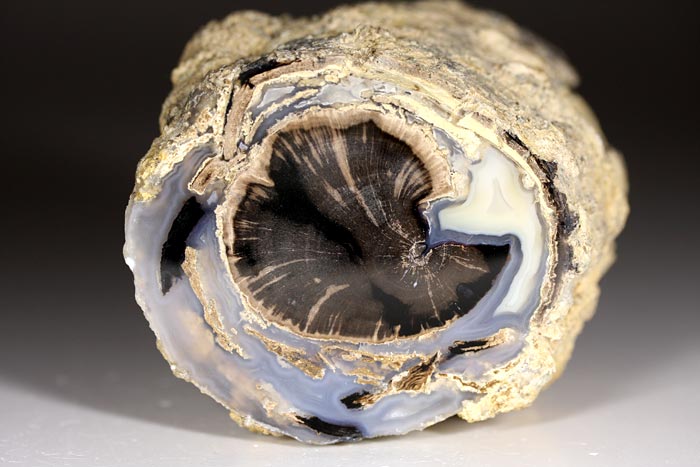 versteinertes Holz, Blue Forest Wood