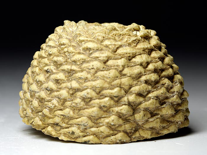 versteinerte Araukarien-Zapfen (Araucaria mirabilis) aus Patagonien