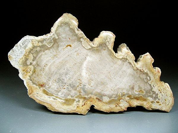 versteinertes Holz aus Pakistan