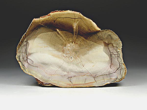 versteinertes Holz aus Brasilien