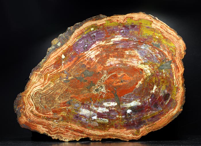 versteinertes Holzscheibe aus Arizona