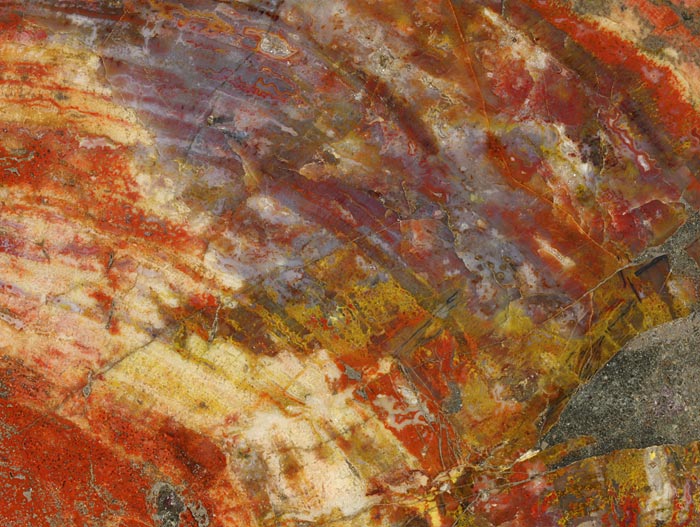 versteinertes Holzscheibe aus Arizona