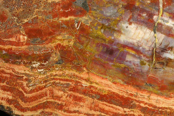 versteinertes Holzscheibe aus Arizona