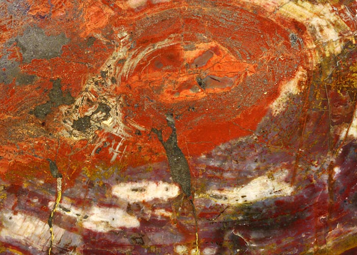 versteinertes Holzscheibe aus Arizona