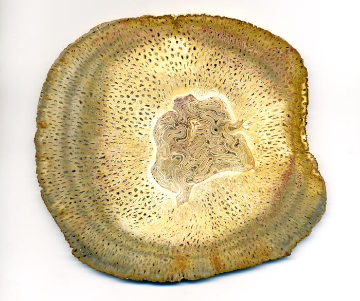 versteinertes Holz aus Brasilien