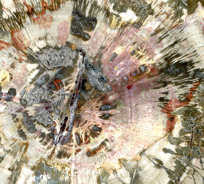 versteinertes Holz aus Madagaskar