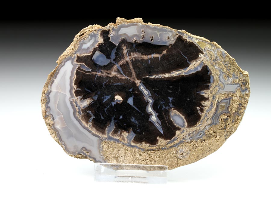 versteinertes Holz, Blue Forest Wood