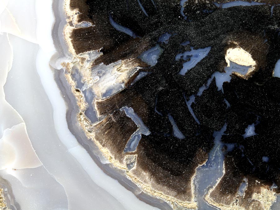 versteinertes Holz, Blue Forest Wood