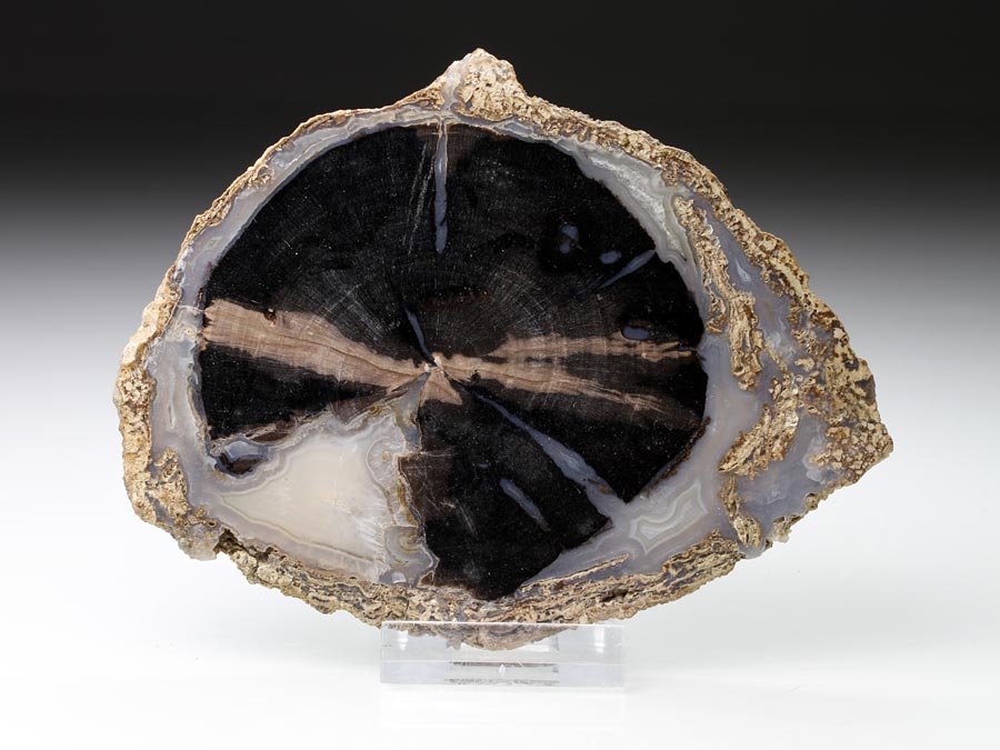 versteinertes Holz, Blue Forest Wood