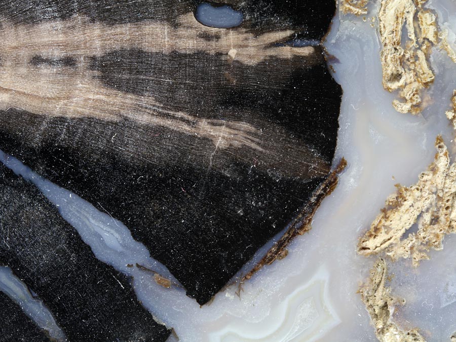 versteinertes Holz, Blue Forest Wood