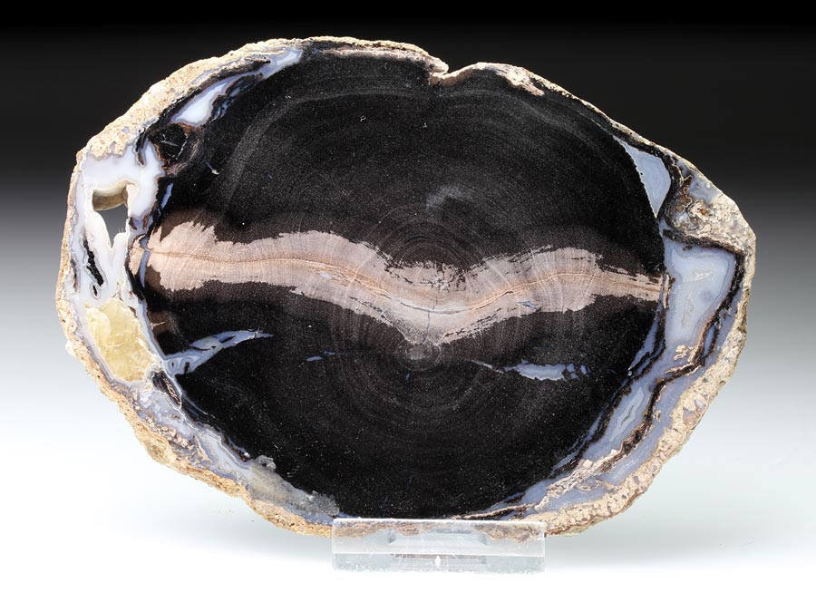 versteinertes Holz, Blue Forest Wood