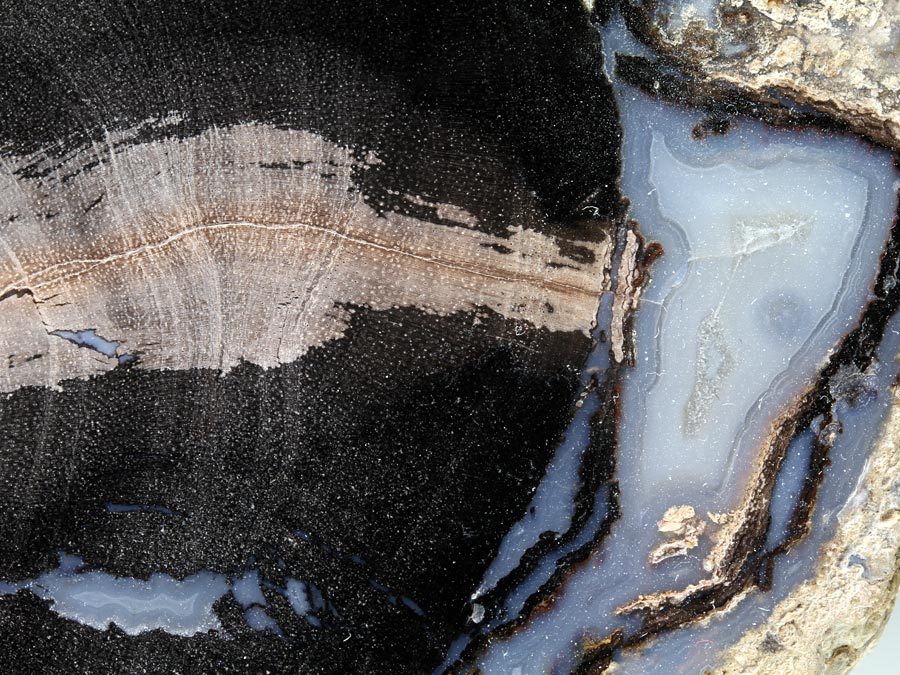 versteinertes Holz, Blue Forest Wood