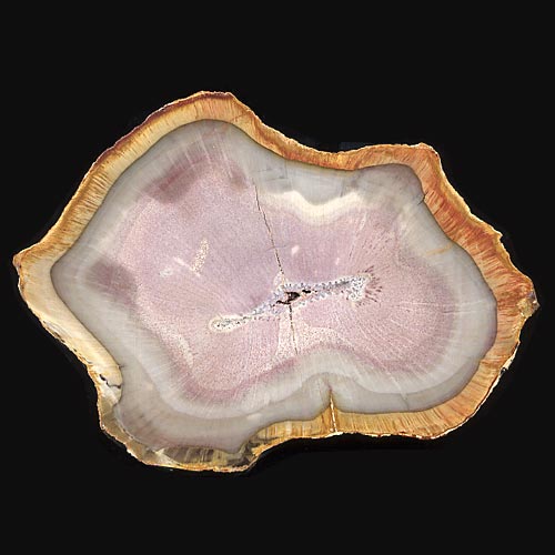 versteinertes Holz, Calamites, Schachtelhalm