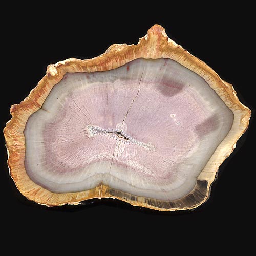 versteinertes Holz, Calamites, Schachtelhalm