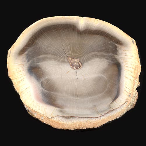 versteinertes Holz, Calamites, Schachtelhalm