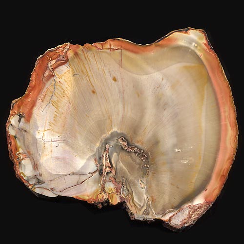 versteinertes Holz, Calamites, Schachtelhalm